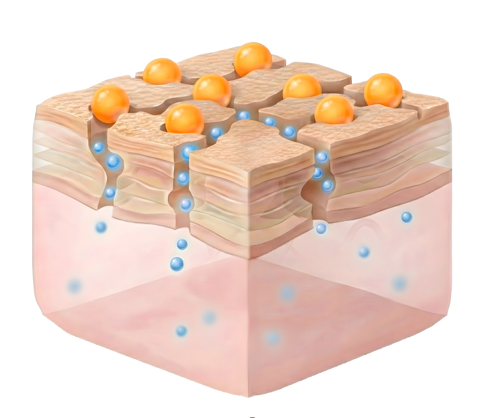 Pénétration des molécules